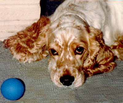 Stanley, cocker spaniel of our heart.