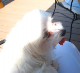 Some dogs just love to be on a lap.  Tootsie is definitely one of those dogs