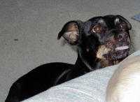 Begging for dinner