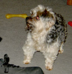 Annie