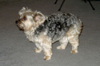 Annie