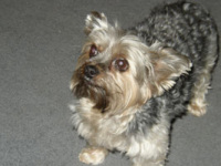 Annie