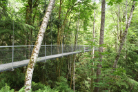 The Bridge