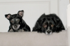 Christmas Dogs 2006