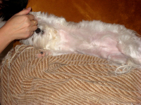 Paw grabbing