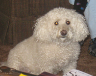 Shamus
