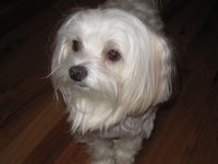 0411justtootsie