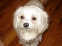 0411justtootsie2