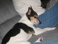 Jake's Pillow