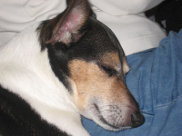 Cute Sleepy Jake