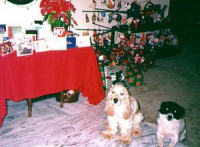 Stanley and Rosie at Christmastime