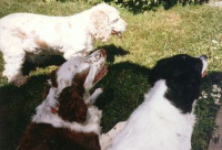 Stanley, Duffy and Rosie