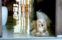 Good dogs wait that the door