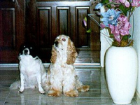 Waiting for cookies