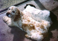 Stanley and Rosie in the sun