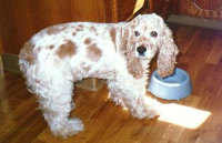 Stanley\'s bowl