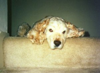Stanley at the top of the stairs