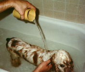 Stanley gets a bath