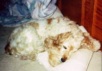 Stanley sleeps