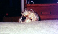 Stanley being cute