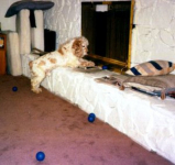 Stanley\'s ball on the hearth