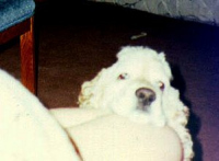 Stanley waits for love