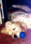 Stanley loves his racquet balls
