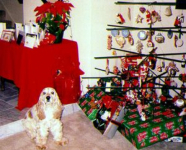 Stanley and the Christmas tree