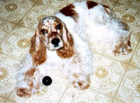 Stanley in the kitchen with a ball