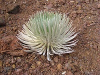 Haleakala flora