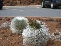 Haleakala flora