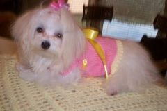 Meet Tootsie 2006