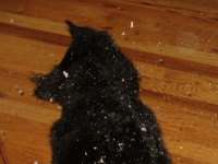 Get this snow off me!