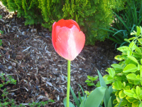 Orange Tulip