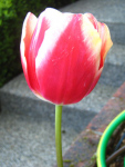 Red and white tulip