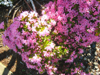 Pink Azaleas
