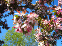 Pink flowers