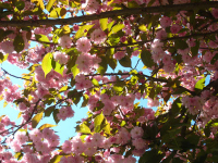 More pink flowers