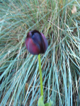Deep purple tulip