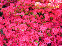 Red azaleas
