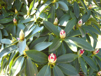 Rhododendron to be