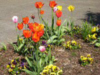 Flock of tulips