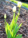 Tulips in our yard