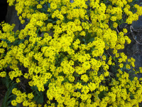 Yellow flowering bush