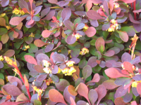 Yellow flowers