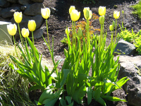 Yellow tulips