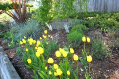 Spring Flowers