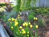 Lots of yellow tulips