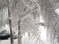 Icy branches