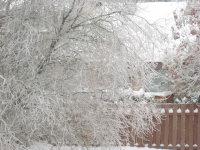 Icy trees